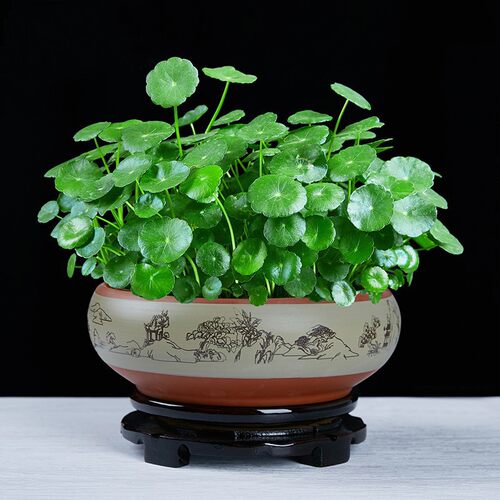 Plantcoppermoneygrassgold