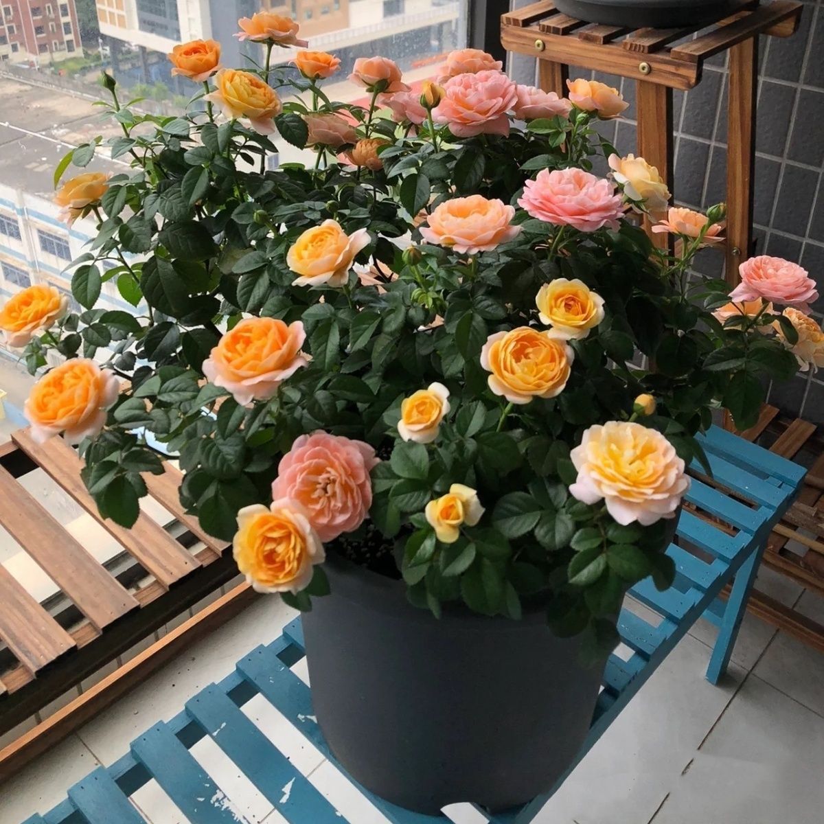 Juice balcony rose seedlings with flower buds, large roses