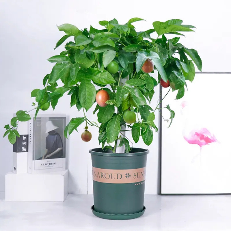 19 yuan, 2 pieces of Qinmi No. 9 golden passion fruit tree
