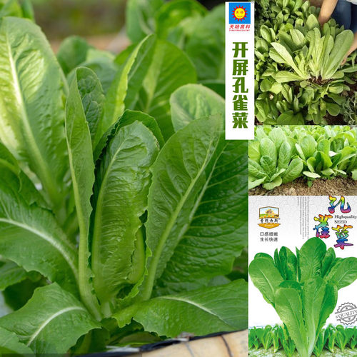 Vegetables, June vegetables, lettuce, first grade corn, tom