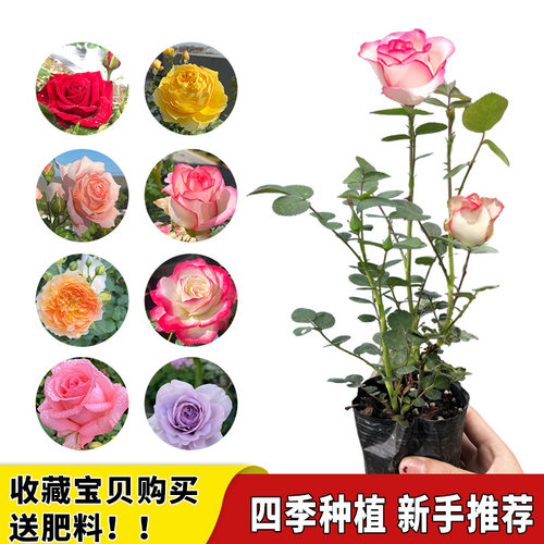 Newroseseedlingswithflowe