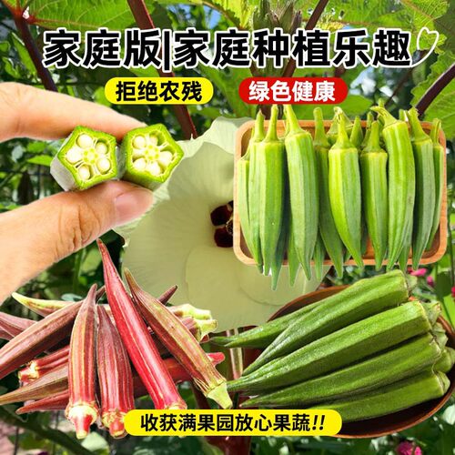 New fruit okra seedlings, yellow red okra, vegetable seedli