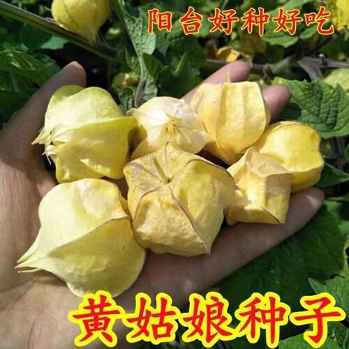 Northeast Fruit Fresh Girl Fruit Sweet Mushroom Mother Lant