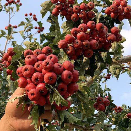 Plantingsuperlargefruittr