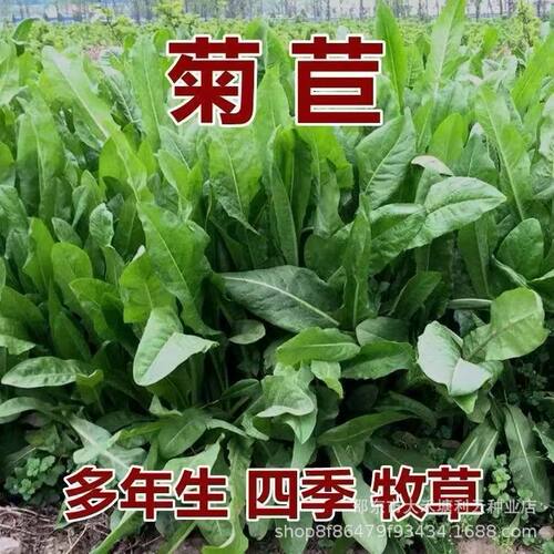 菊苣种子生耐寒牧草种子殖猪牛羊