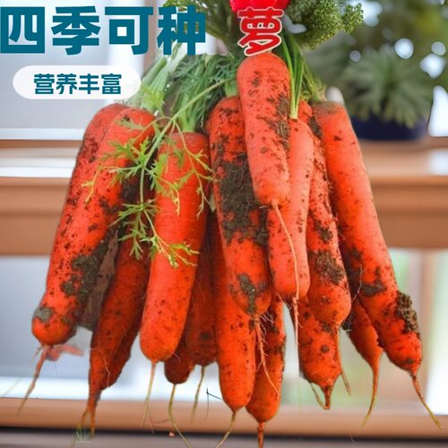 Seven inch Three Red Hu Fruit Carrot Crispy Sweet Spring Co