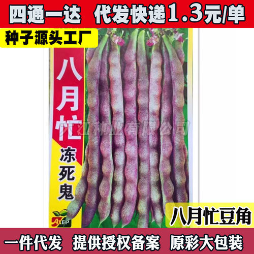 八月忙冻死鬼豇豆种子耐热天搭架