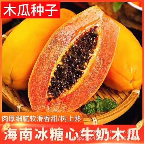 Cream Papaya Red Heart Milk Blue Rock Sugar Dwarf Original