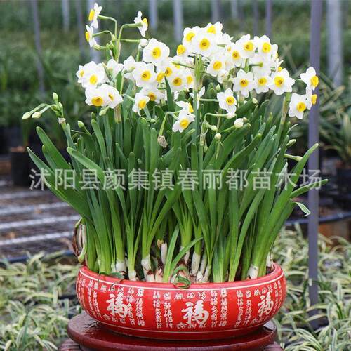 Newcrossborderflowerballb