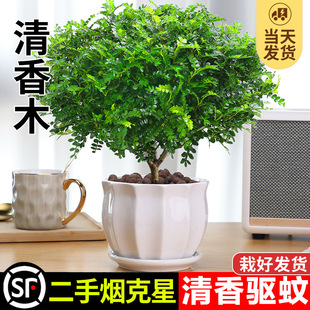 Authentic pepper wood pot, green plants, indoor saplings, n