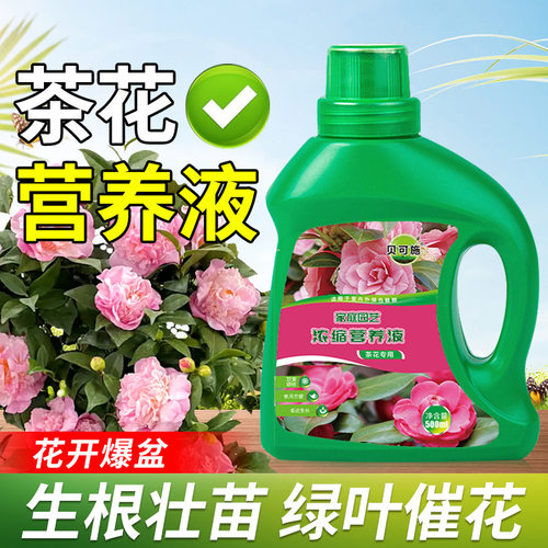 Camelliaspecificplantsolut