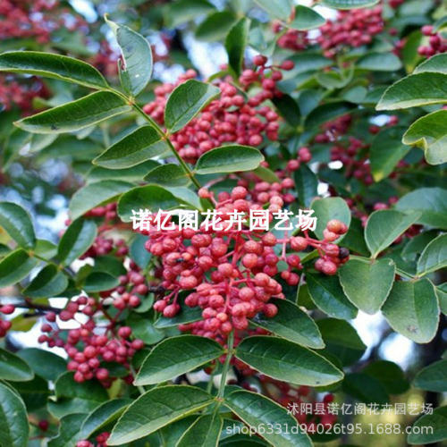 Sichuan Shaanxi saplings, Dahongpao Sichuan pepper seedling