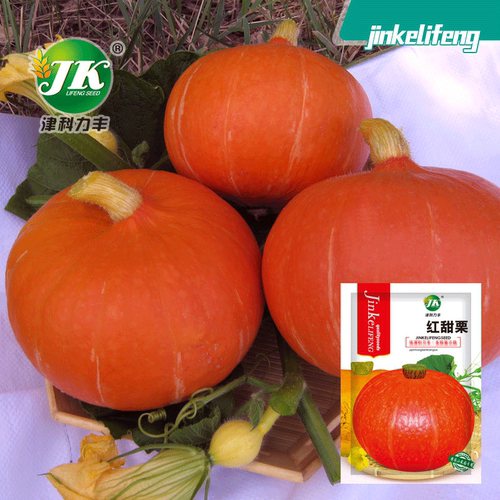 Red Chestnut Pumpkin Red Skin Sweet Noodles Spring and Summ