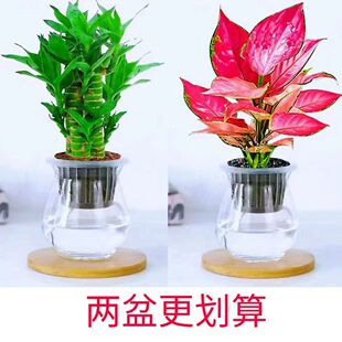 Bubugao Dracaena sanderiana Basin Indoor Office Desktop Liv