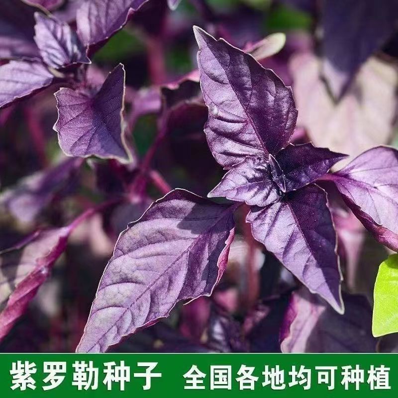 Purple basil seeds, purple leaves, nine layered tower, purp