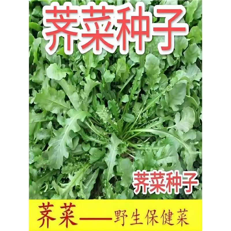 Shepherd's purse seeds, farmers' four seasons, big leaves,