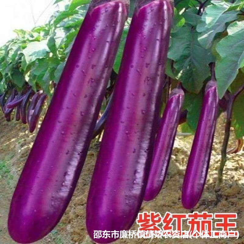 Complete List of Purple Long Eggplant Seeds, Purple Long Eg