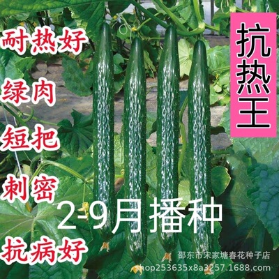 夏秋抗热王黄瓜种子抗热黑油亮农