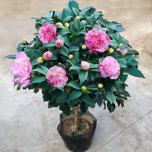 Feishancamelliasaplingpot