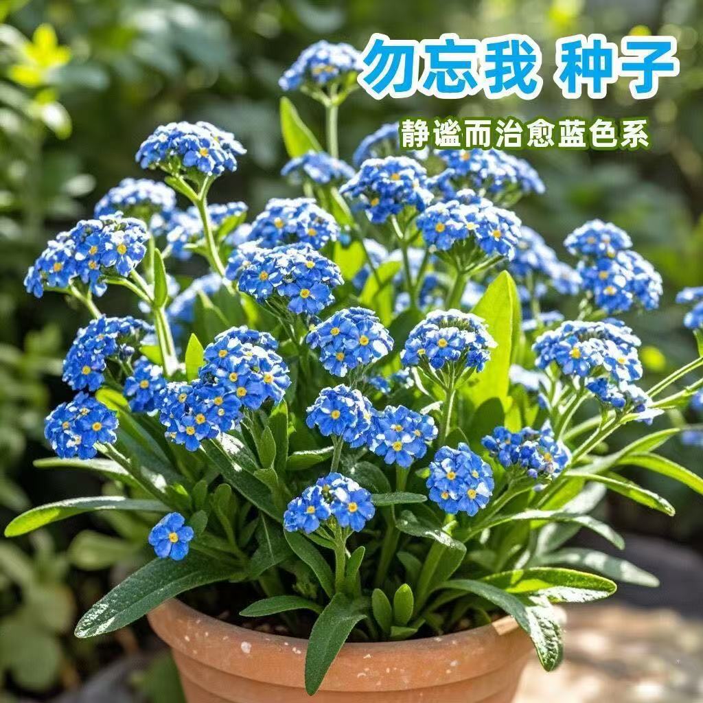 Don't forget me, seeds, home gardening, don't forget grass