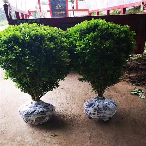 XiaoyeExtraLargeTreeSeedl