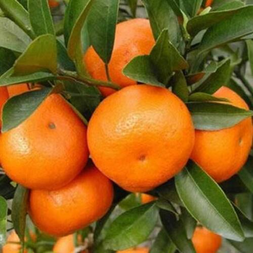 New collection of high-quality oranges, tangerines, tangeri