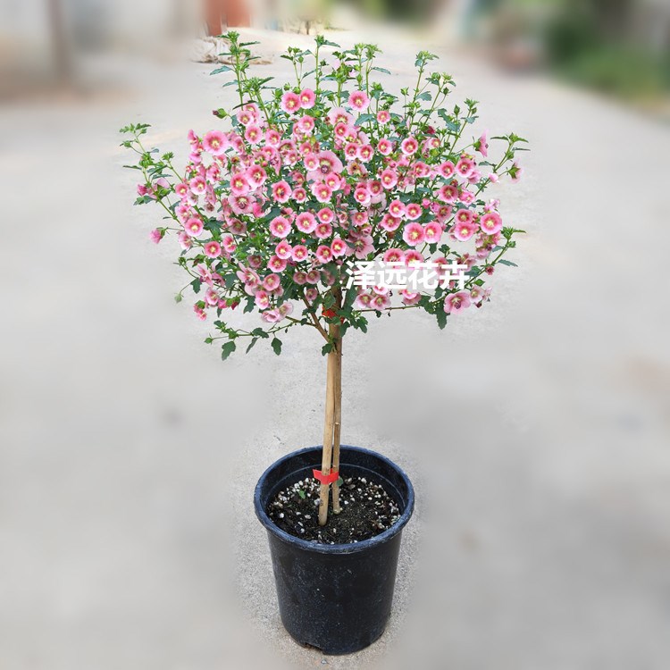 Small hibiscus seedlings potted lollipop shaped balcony, co