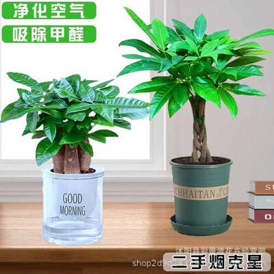发财树小盆办公室桌面内绿植物客