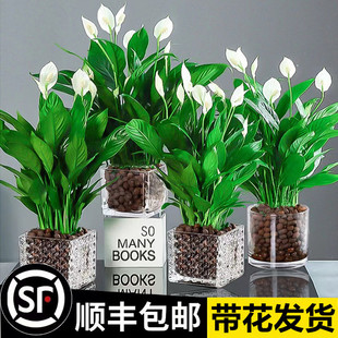 New white palm smooth sailing pot plant in the office, gree