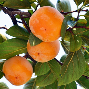 Seedlings and fruits, planted in the north and south, fire