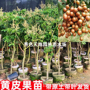 Seedless Noble Consort Ice Candy Chicken Heart Sweet Seedli