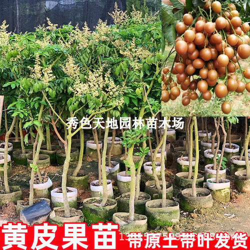 SeedlessNobleConsortIceCa