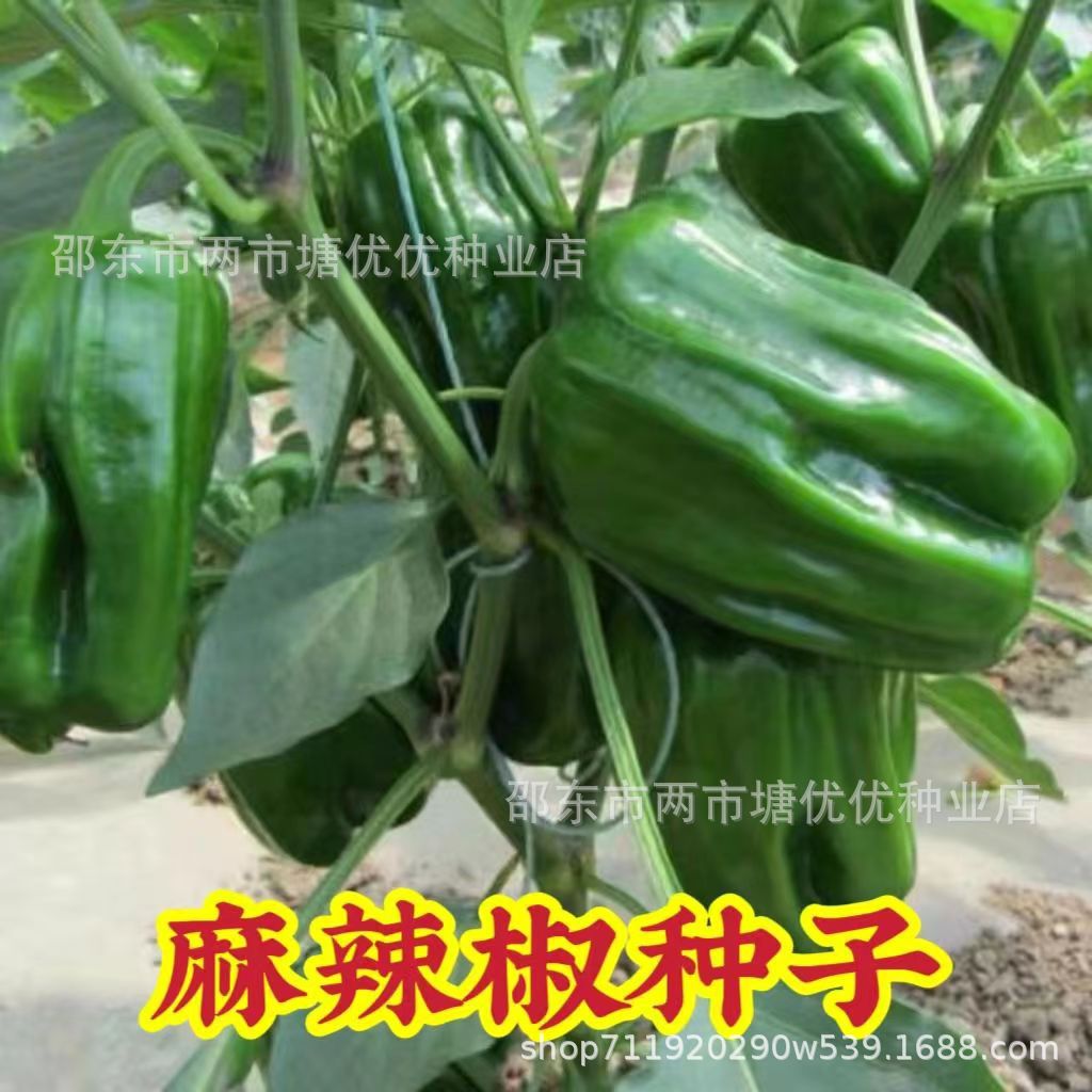 Spicy pepper seeds, slightly spicy pepper seeds, large frui