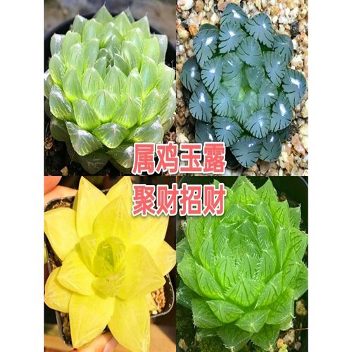 12rollsucculentplantcombi