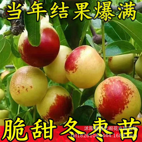 Ice Sugar Jujube Seedlings Crispy and Sweet Winter Jujube S