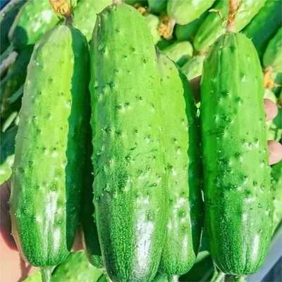 New authentic fruit seedlings, Northeast dry cucumber with