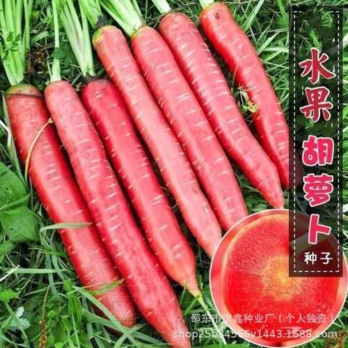 四川水果胡萝卜种子红萝卜生吃脆