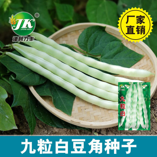 White kidney beans, nine seeds, white frame beans, early ma