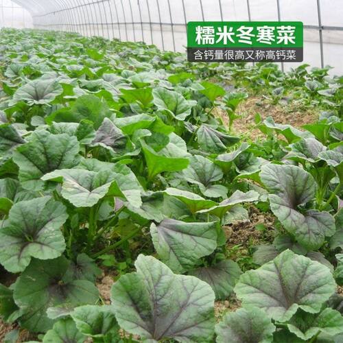 Vegetables, glutinous rice, winter cold vegetables, amarant