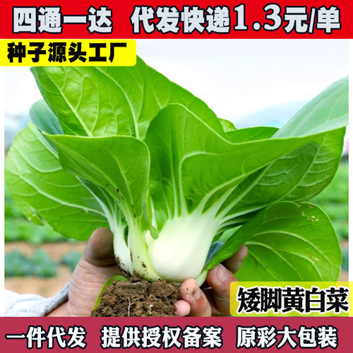 New Short footed Yellow Headed Short General Cabbage Spring