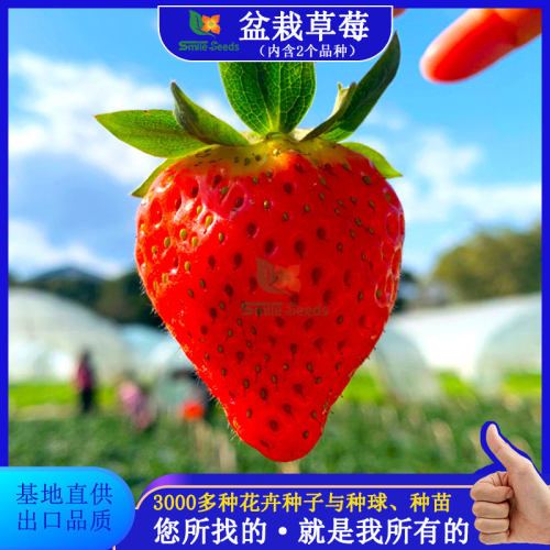 Pot universal fresh red fruit, white fruit, cream, strawber