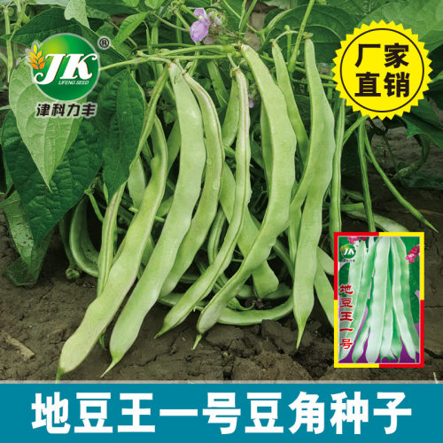 Di Dou Wang No.1 No Frame Bean Beans White Wide Flat Kidney