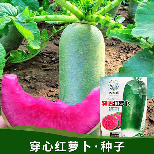 穿心红冰糖水果萝卜种子生吃甜脆