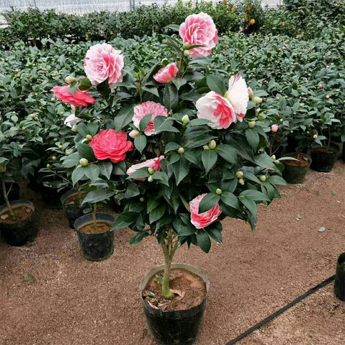FeishanPotwithFlowerBuds