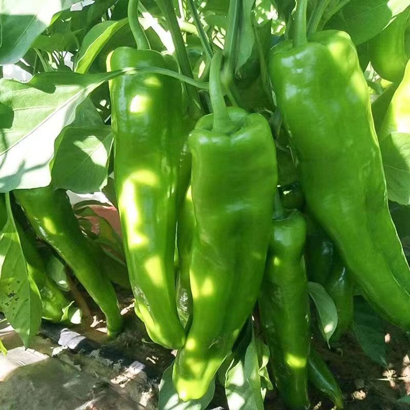 Extra large horn pepper seeds, slightly spicy new varieties