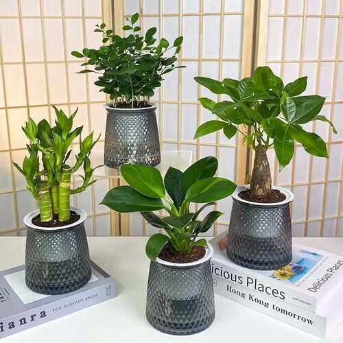 Officeplantsdesktopsmallb
