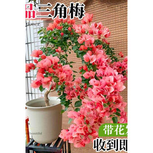 Bougainvillea with  not sweet watermelon potted pla