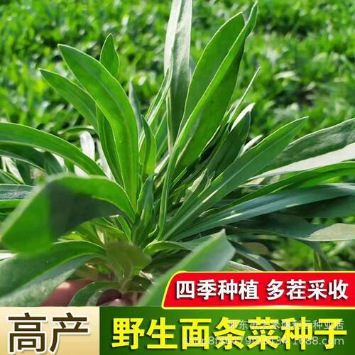 正宗面条菜种子种盆露地野菜蔬菜