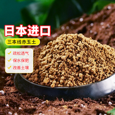 硬质三本线赤玉多肉种植火山颗