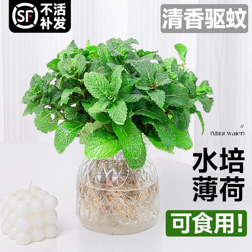 Indoorplantsmazetablegras